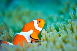 カクレクマノミとイソギンチャク